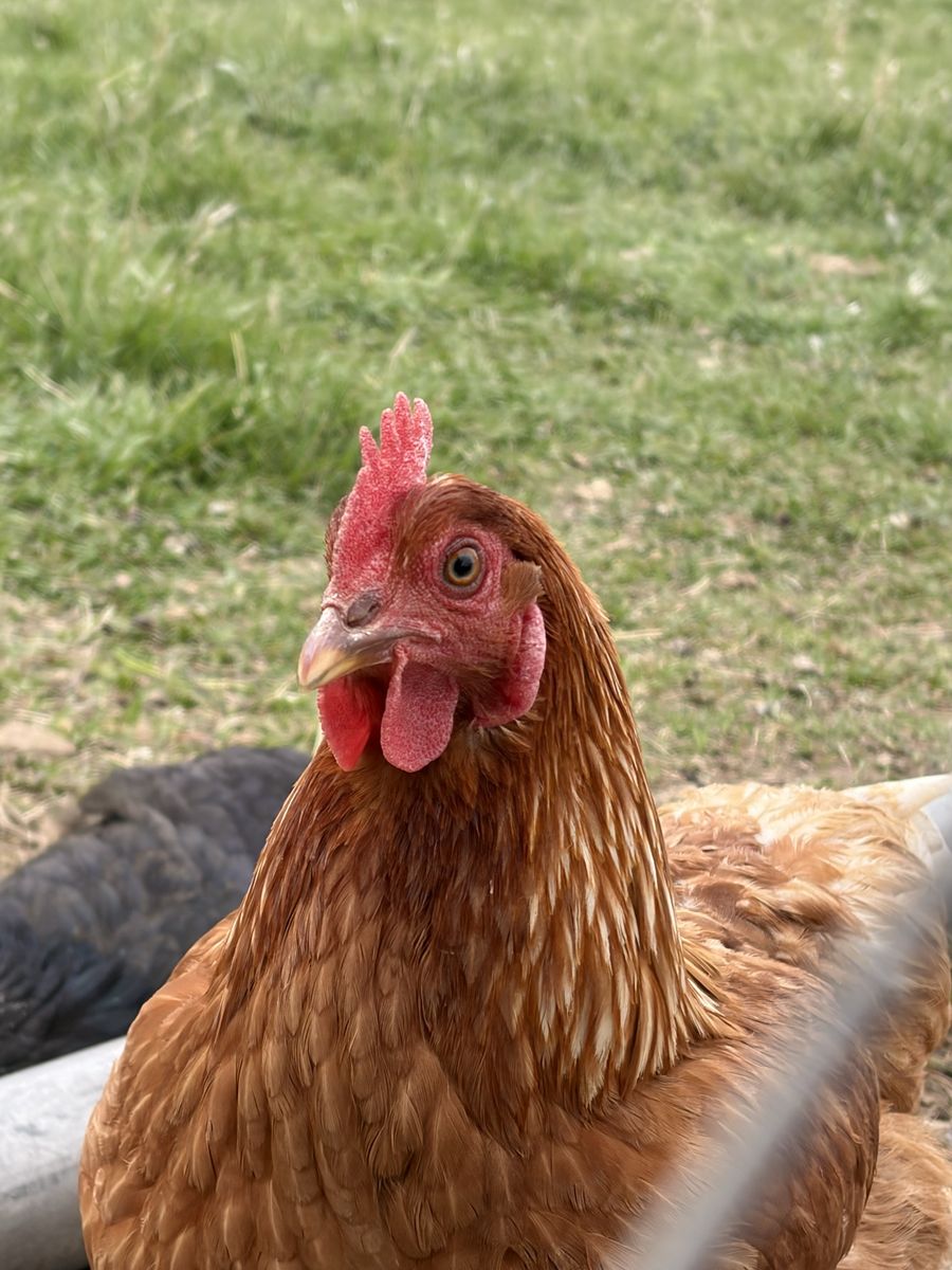 Pastured-Raised Organic Eggs