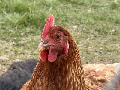 Pastured-Raised Organic Eggs