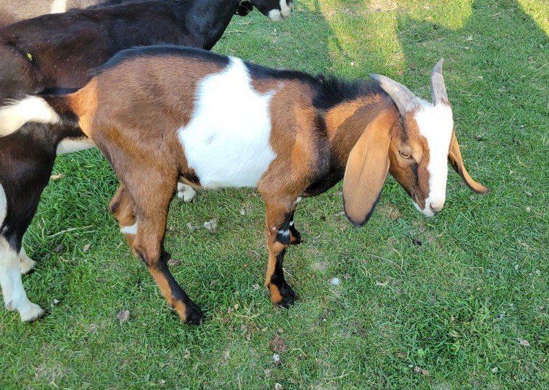 nubian goat