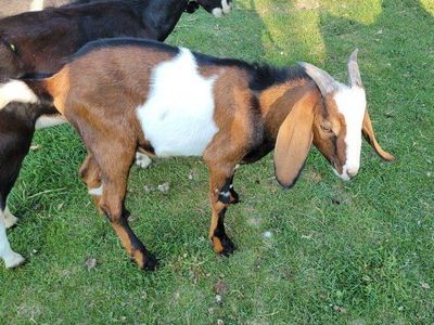 nubian goat