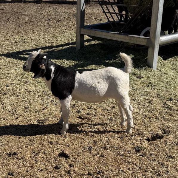 Full Boer Goat Buckling