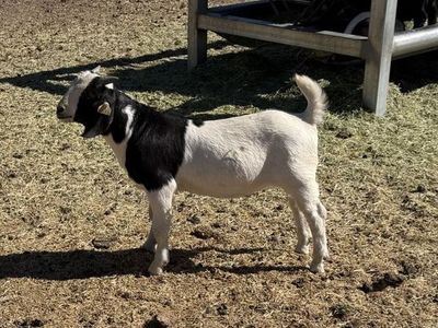 Full Boer Goat Buckling