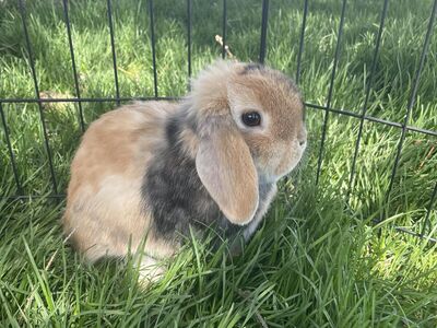 Purebred holland lop Bunnies
