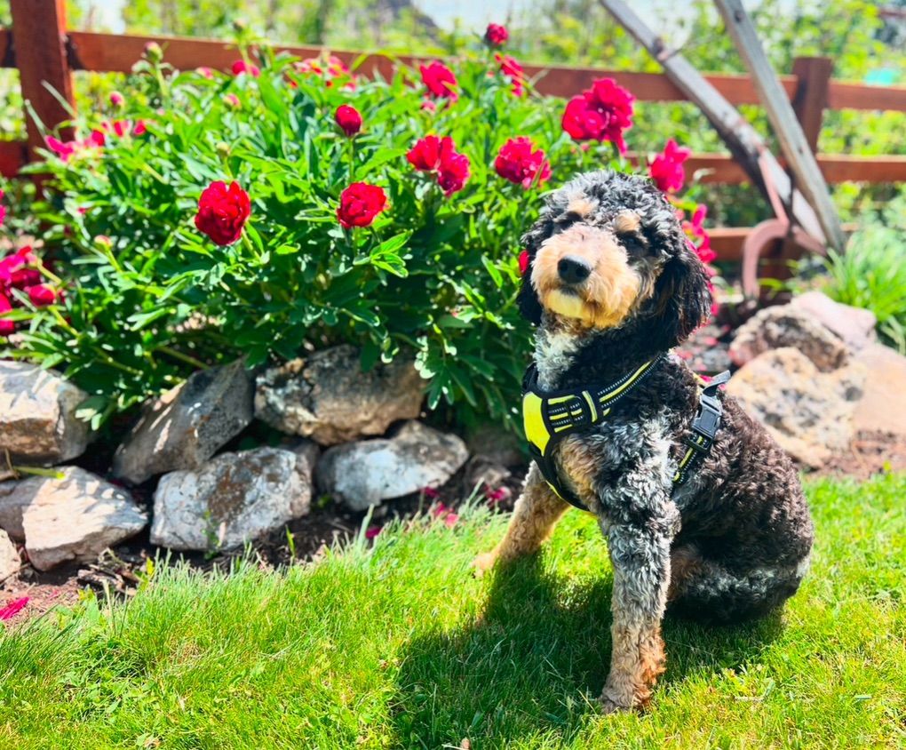 AKC Moyen Poodle Stud