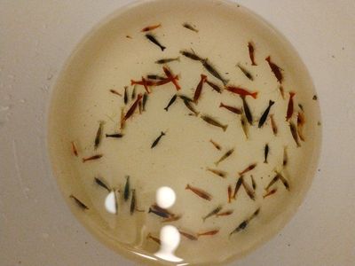 shrimp buy one get one