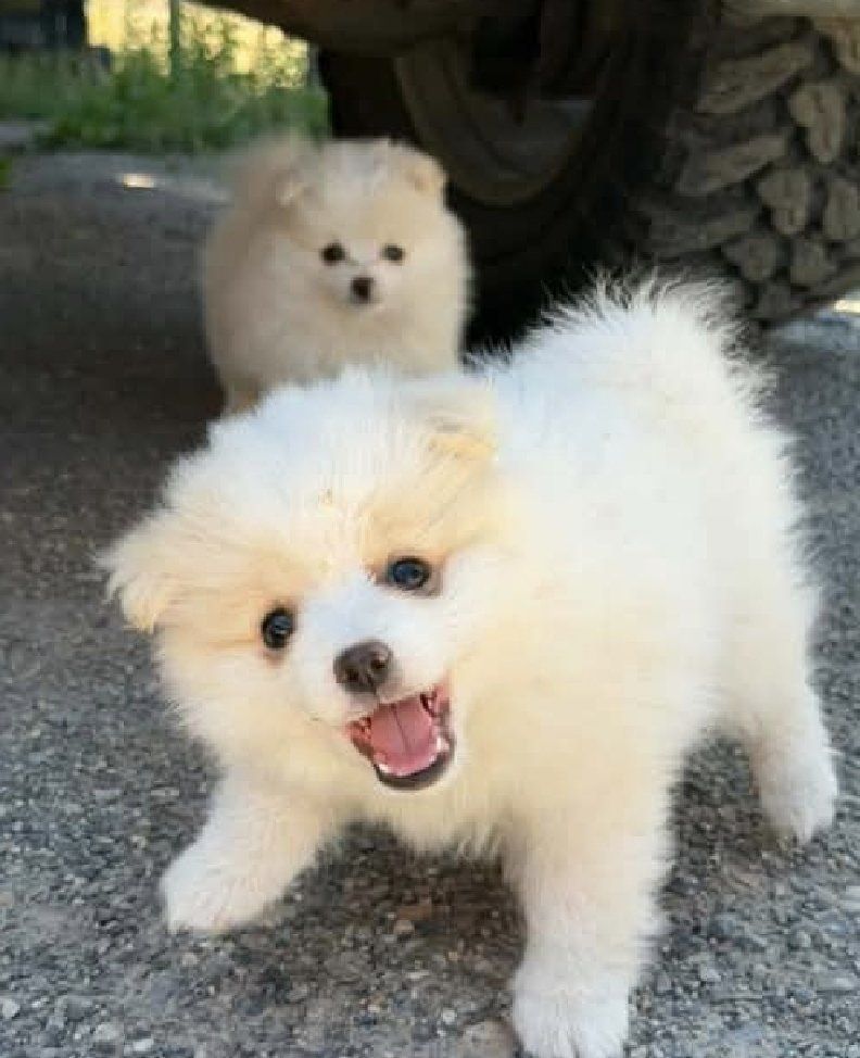 Purebred Pomeranian Puppie - 8 week Male Available