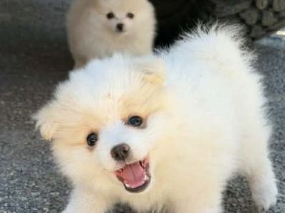 Purebred Pomeranian Puppie - 8 week Male Available