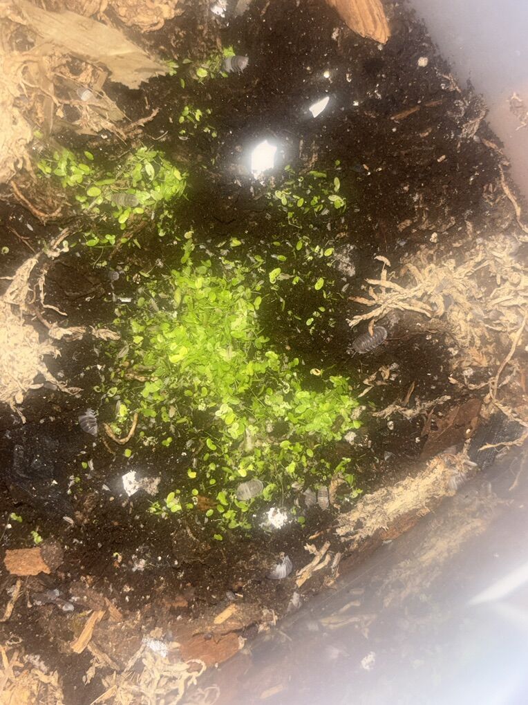 Panda King / Black Panda Mix Isopod