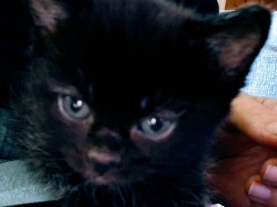 Kittens 8 weeks