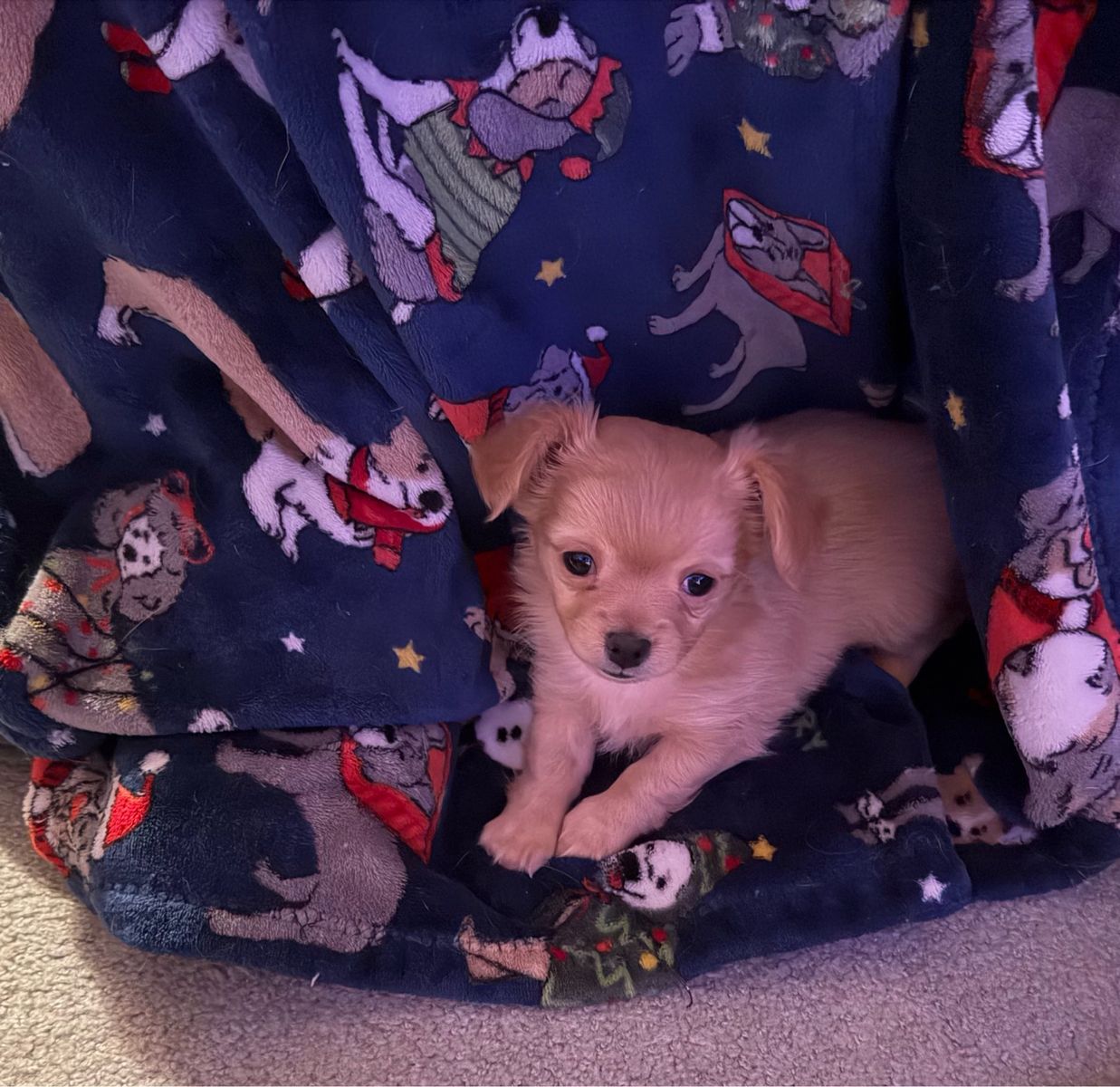 Darling Chihuahua Puppies