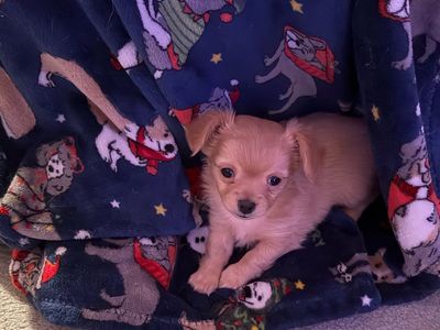 Darling Chihuahua Puppies