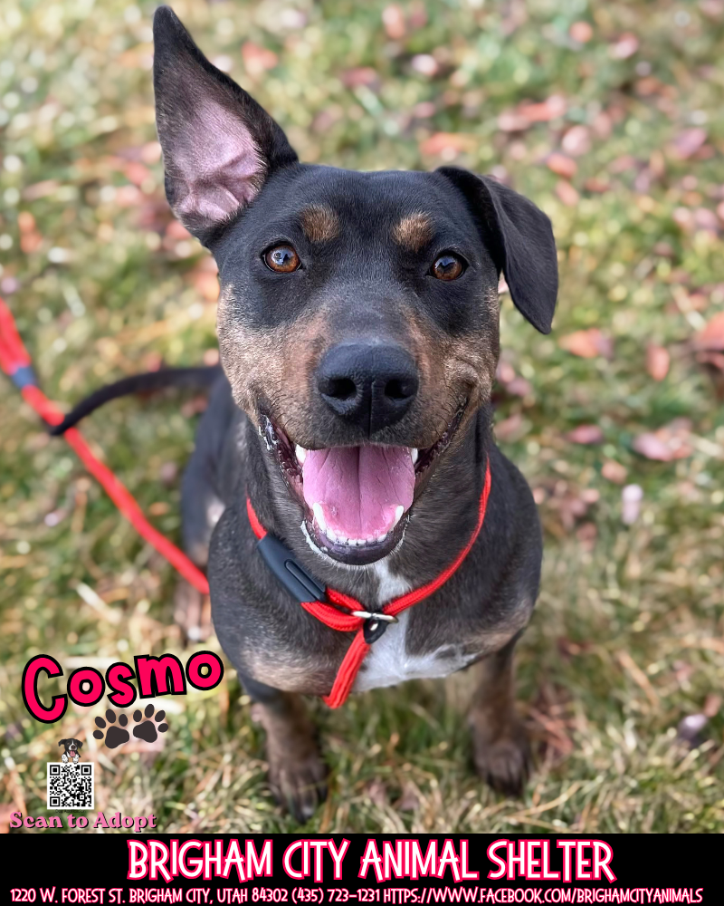 Cosmo Needs A Forever Home!