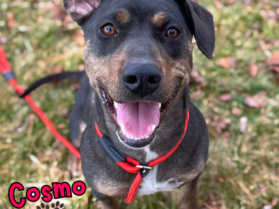 Cosmo Needs A Forever Home!