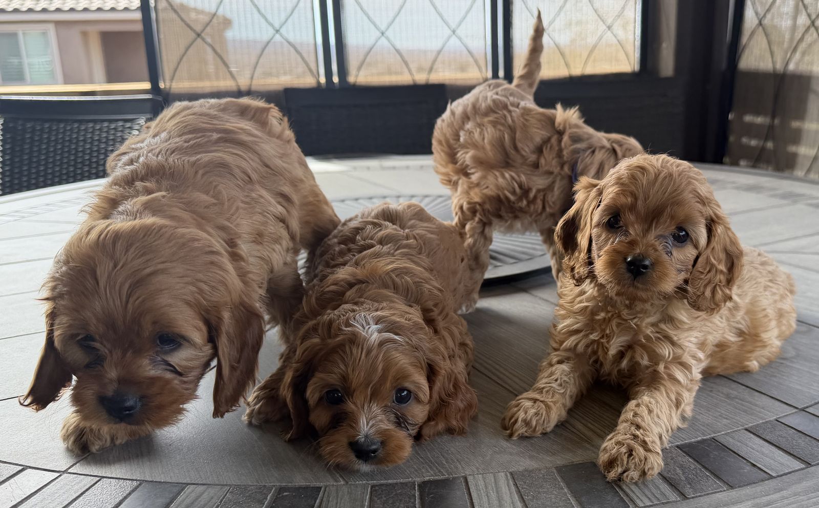 Snuggly & Playful Mini Cavapoo Puppies