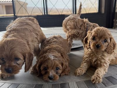 Snuggly & Playful Mini Cavapoo Puppies