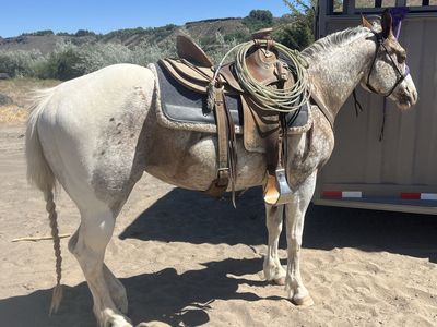 Pintaloosa Mare