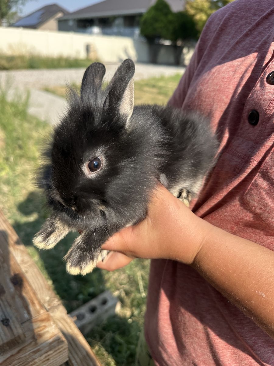 4 Lionhead/Polish Baby Rabbits