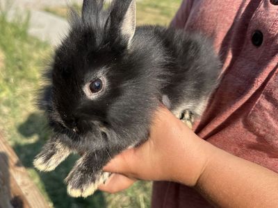 4 Lionhead/Polish Baby Rabbits