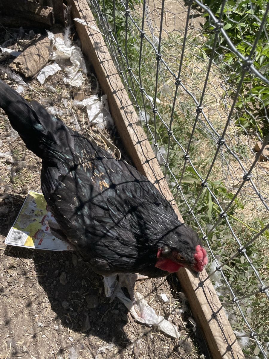 2 Roosters - $1