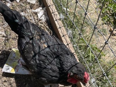 2 Roosters - $1