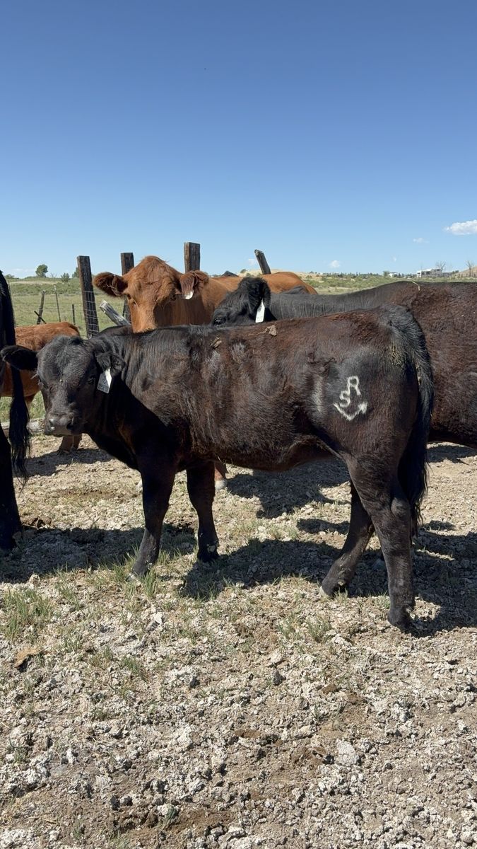 Gelbvieh Heifer