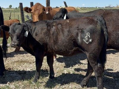 Gelbvieh Heifer