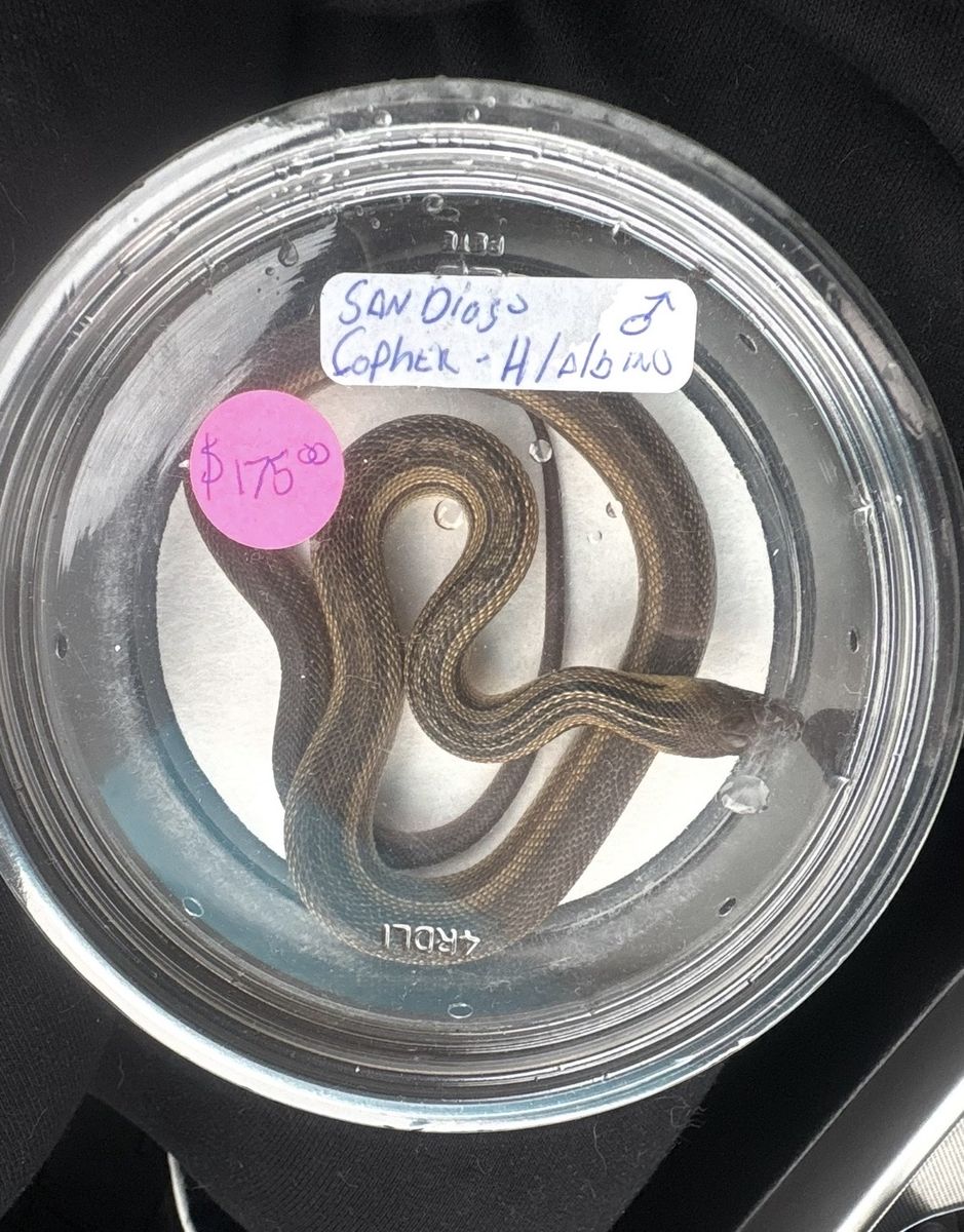 Snake Enclosure Full Set Up