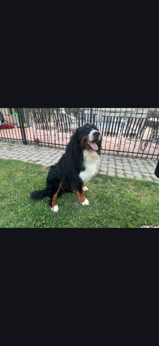 Bernedoodle puppies are ready for their people!!!