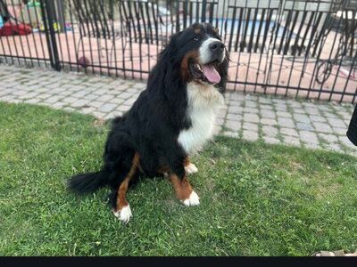 Bernedoodle puppies are ready for their people!!!