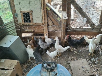 3-4 month old pullets