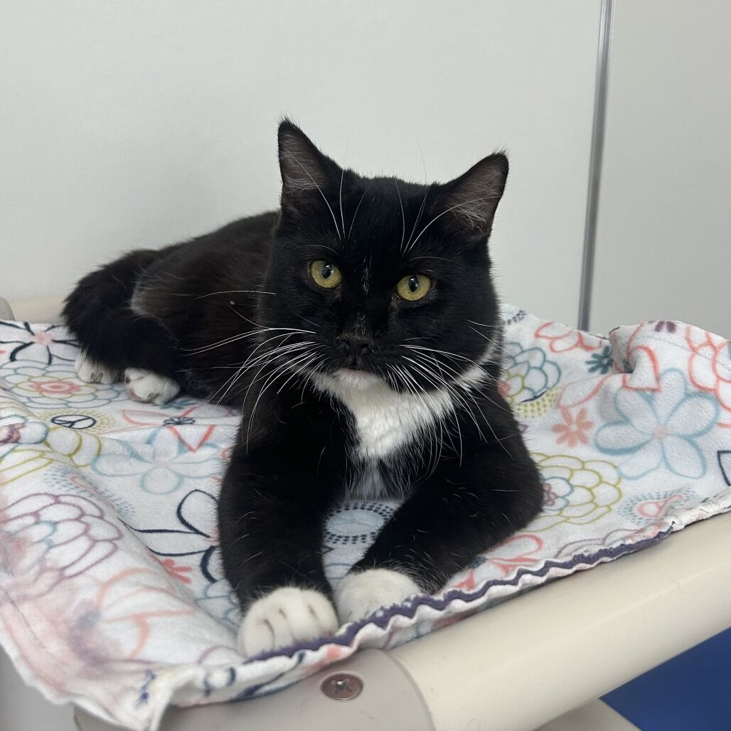 Hello my name is Canali