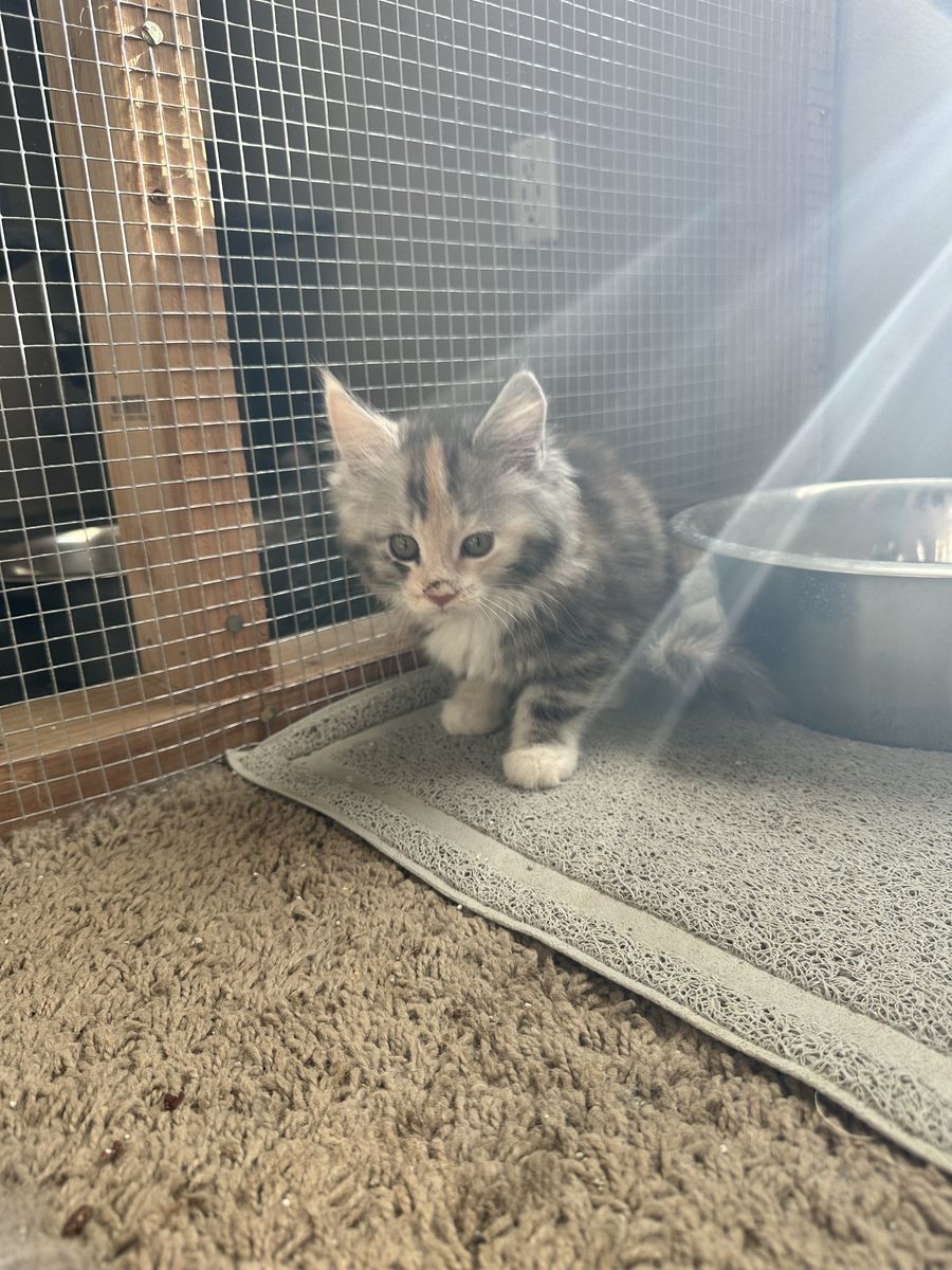 Maine Coon Kittens