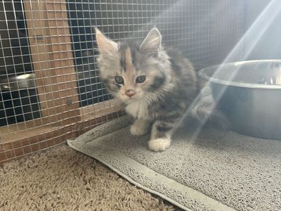 Maine Coon Kittens