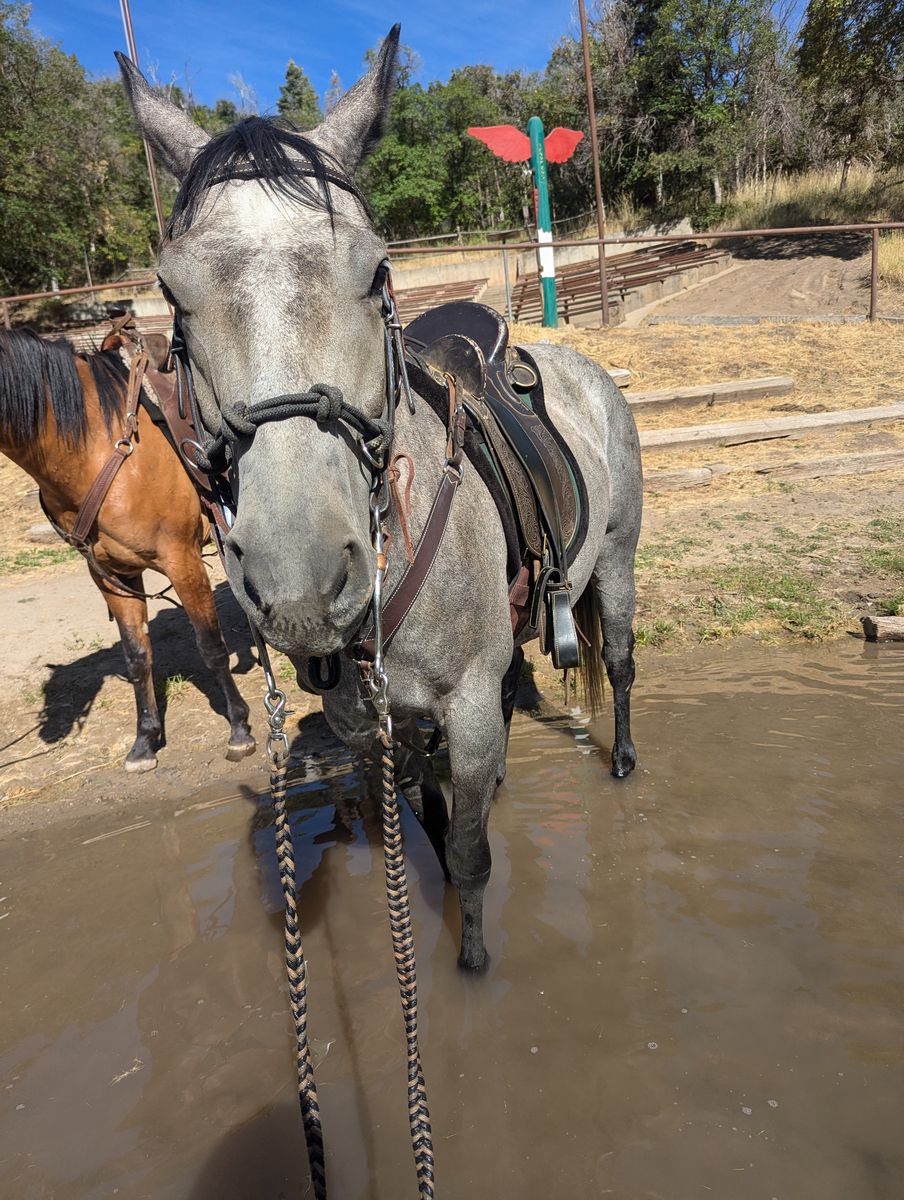 5 Year old Mare, Paint that Ain't