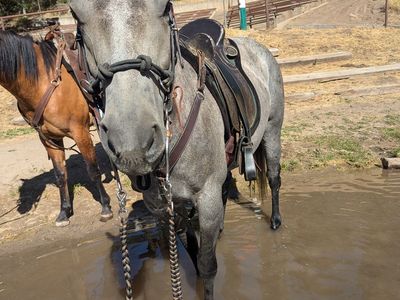 5 Year old Mare, Paint that Ain't