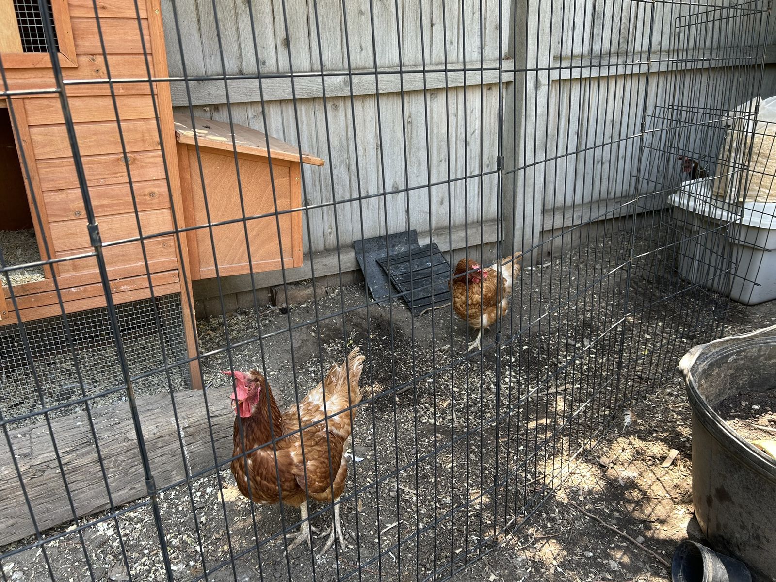 2 Rhode Island Reds