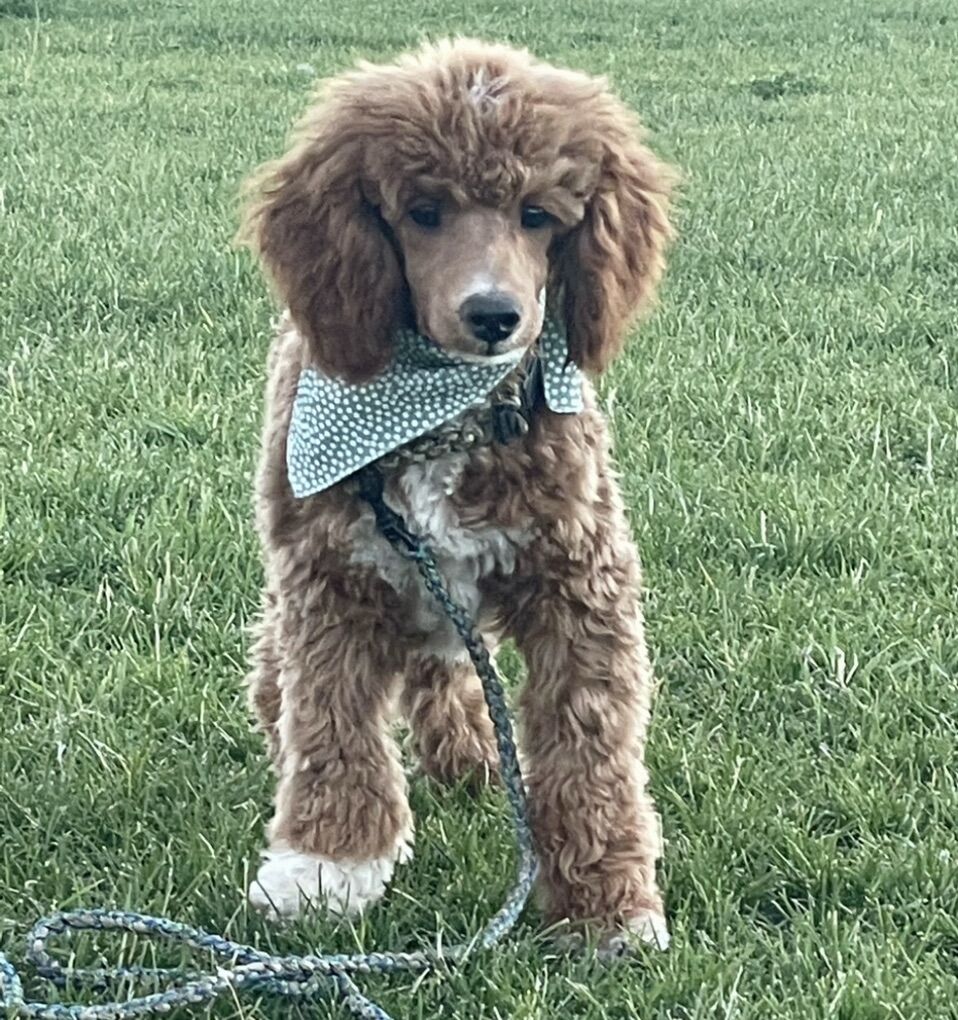 Mini Poodle Stud AKC Awesome Genetics
