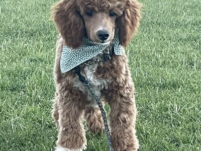 Mini Poodle Stud AKC Awesome Genetics