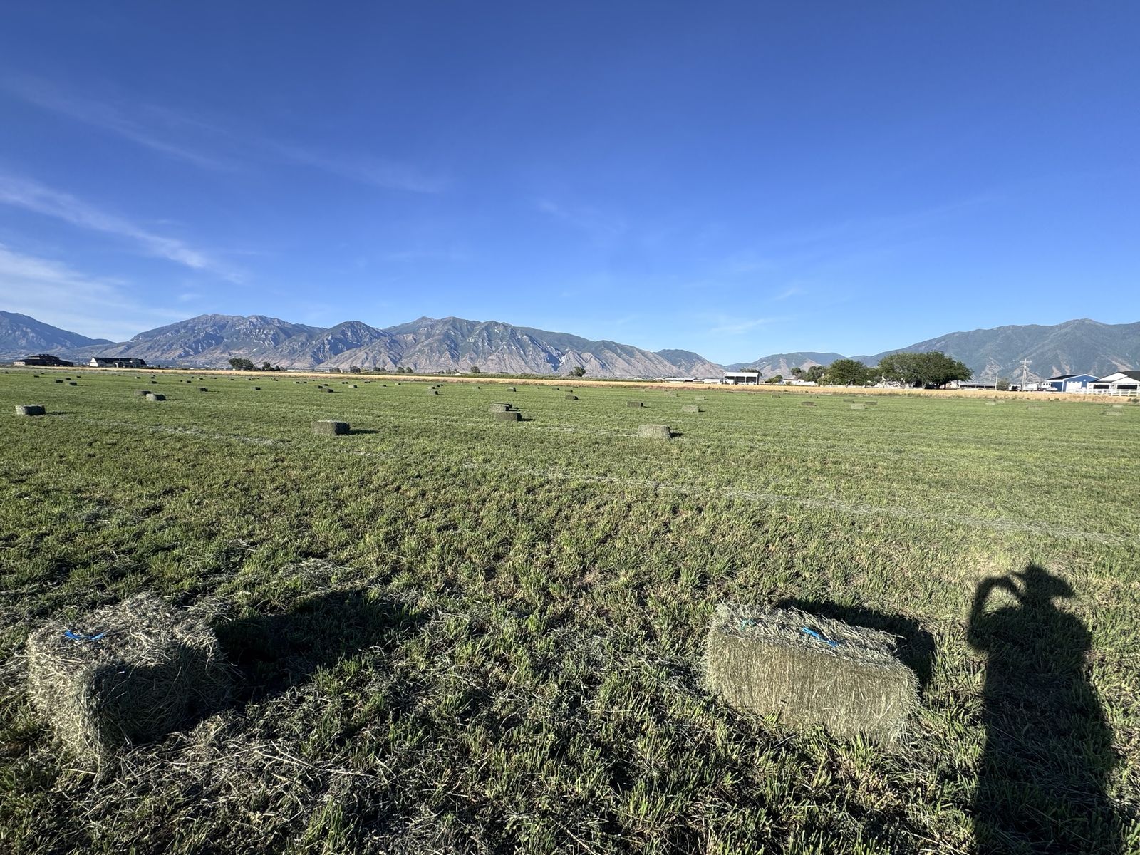 Grass hay
