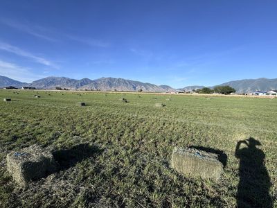 Grass hay