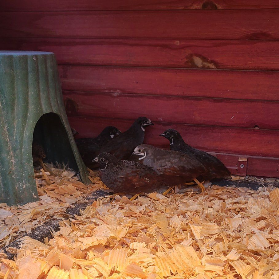 Male Button Quail