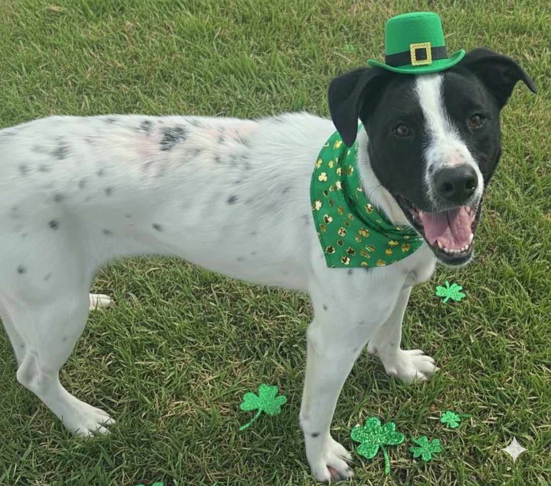 Siona, border collie, cattle dog mix