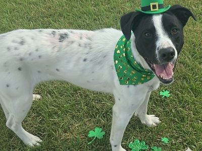 Siona, border collie, cattle dog mix