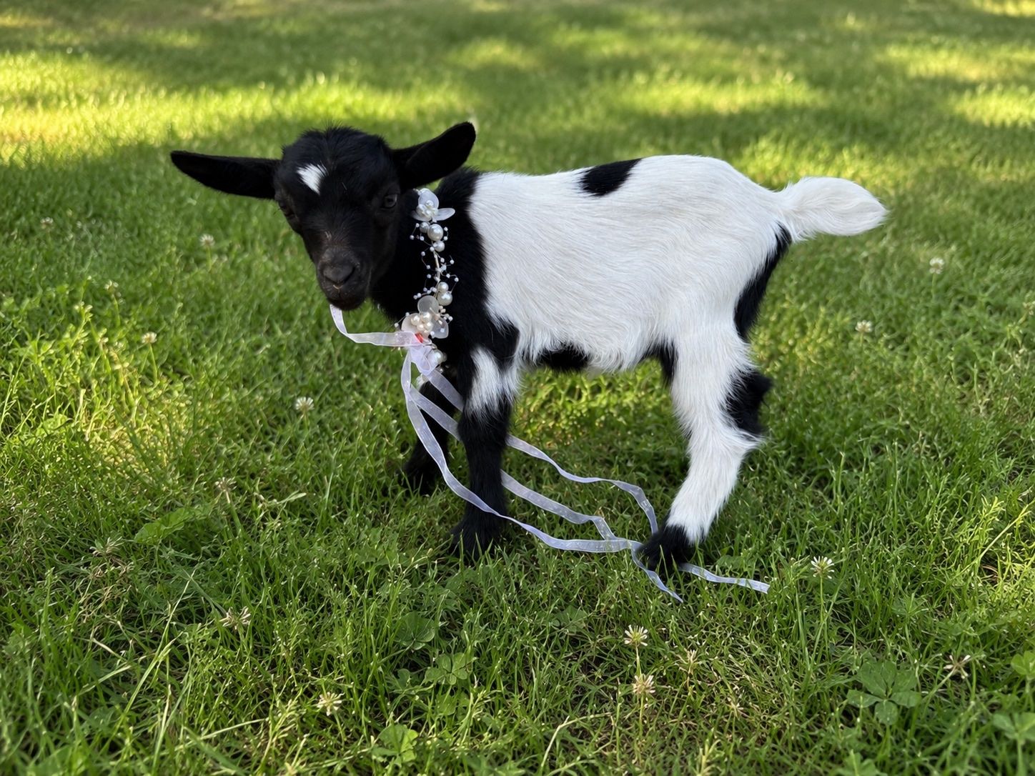 Nigerian dwarf baby doe