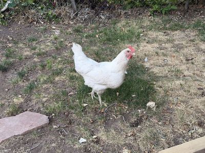 Chickens