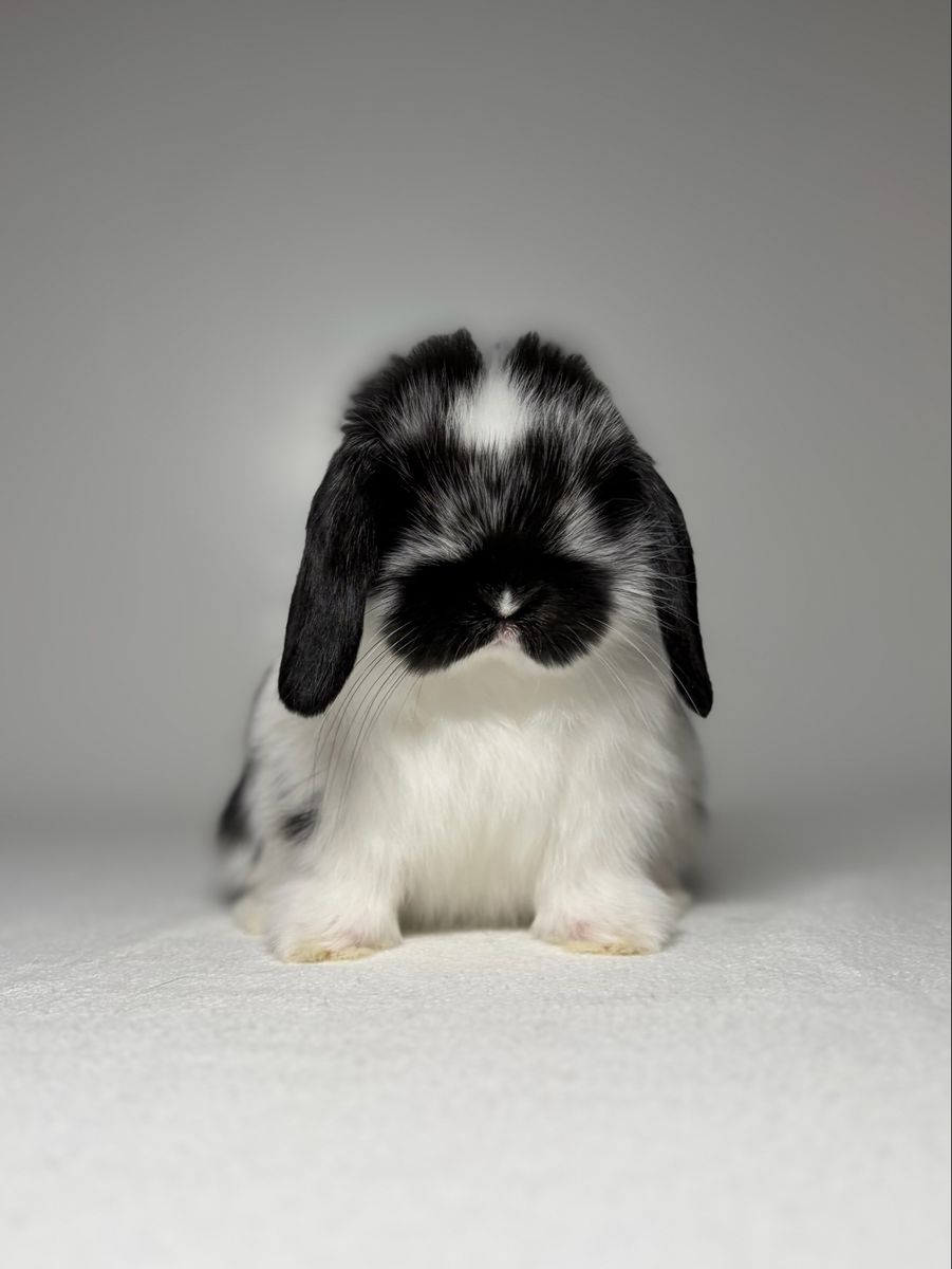 Holland Lop Buck