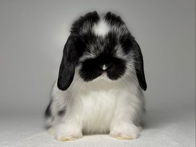 Holland Lop Buck