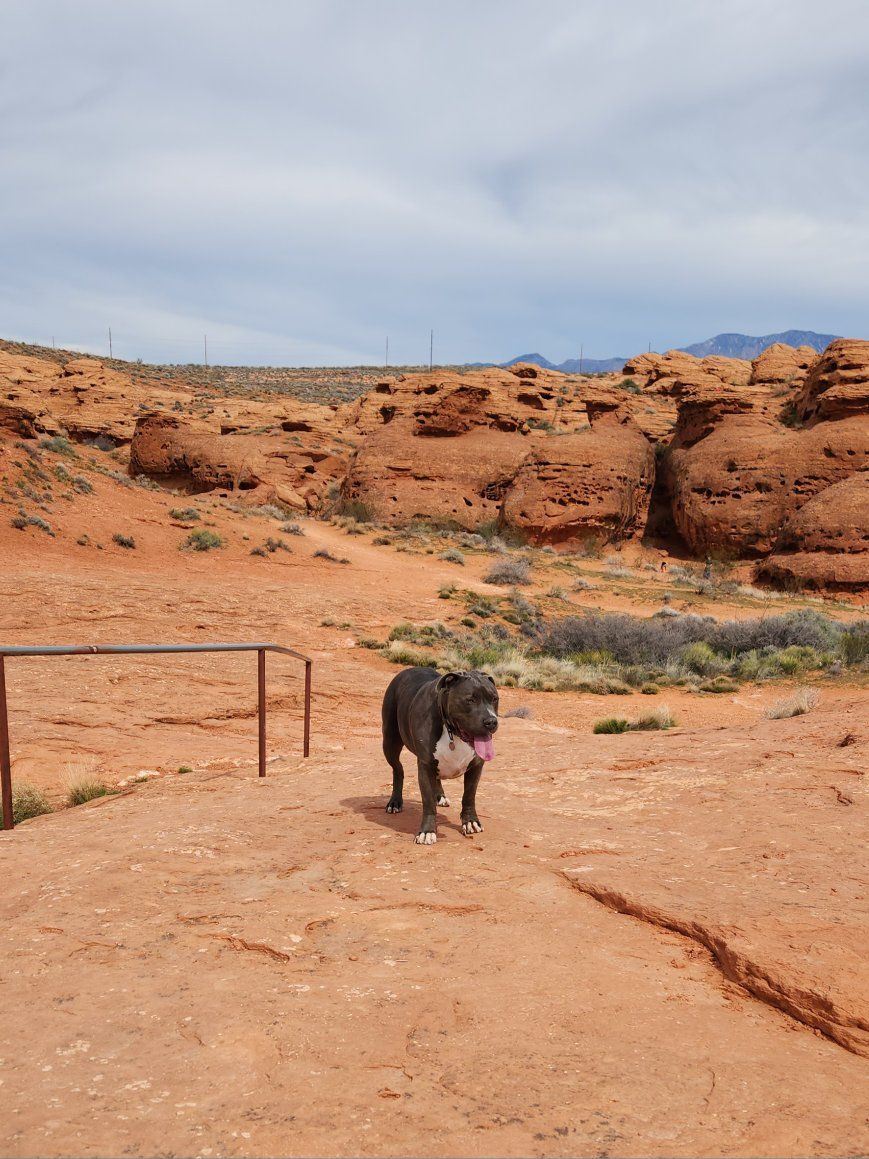 Loving Senior Dog Looking for a New Home