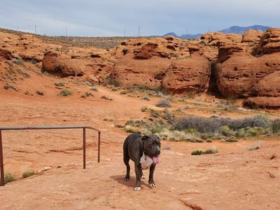 Loving Senior Dog Looking for a New Home