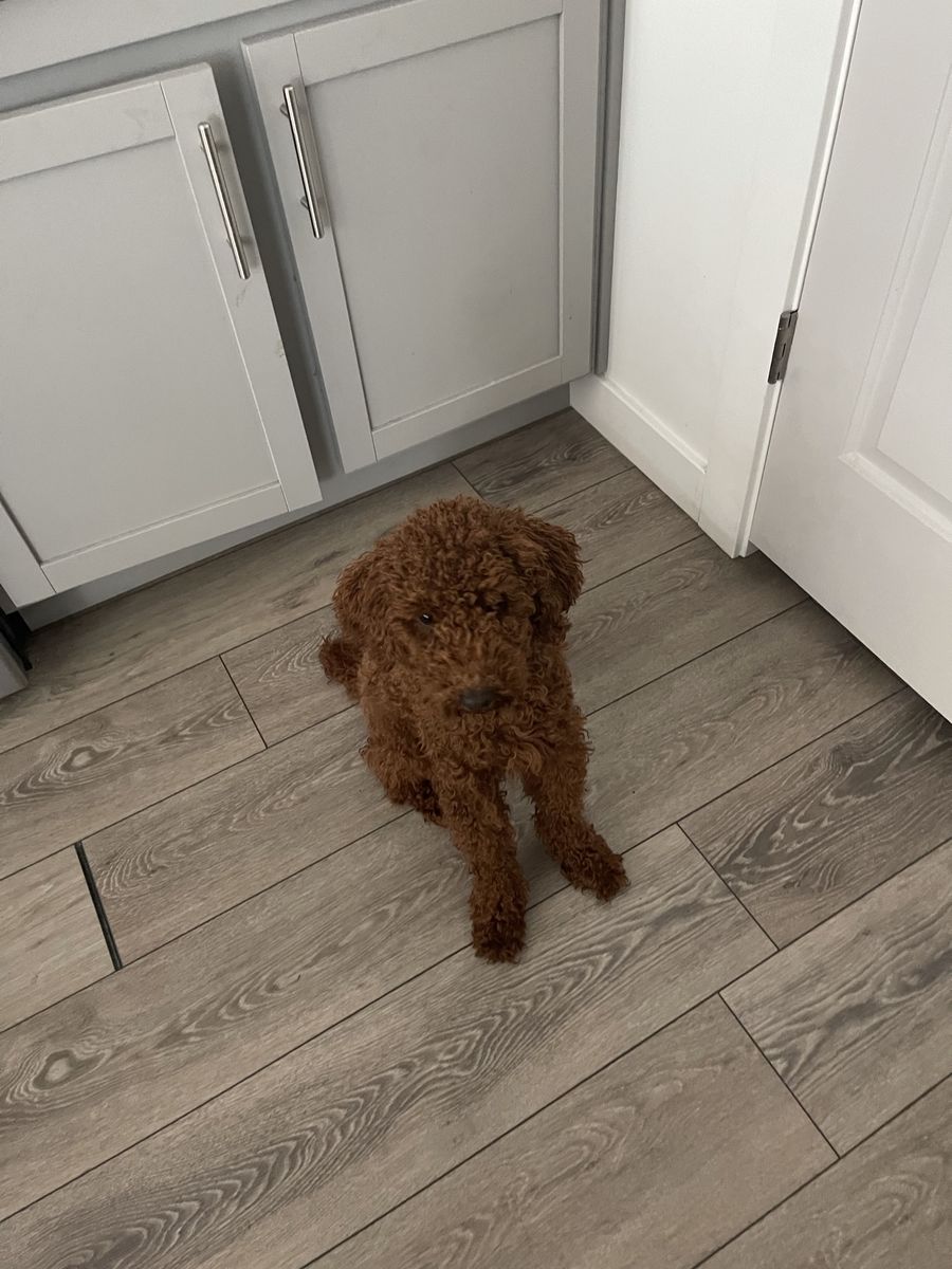 Mini poodle